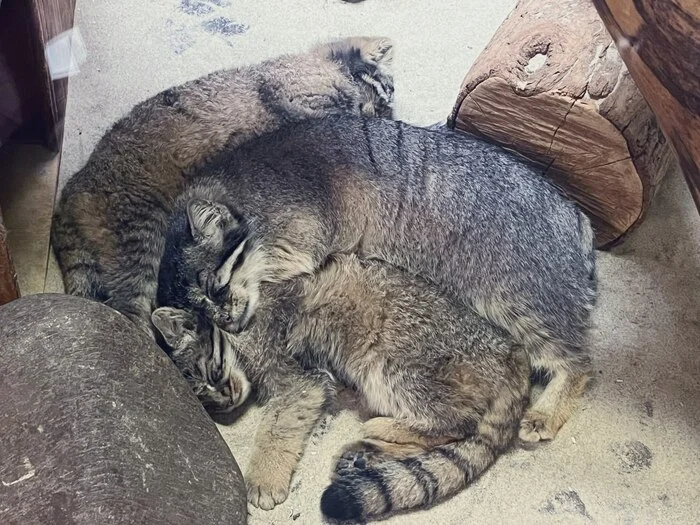 Mom is sleeping, she's tired... - Wild animals, Zoo, Predatory animals, Cat family, Pallas' cat, Small cats, Young, Dream, The heap is small