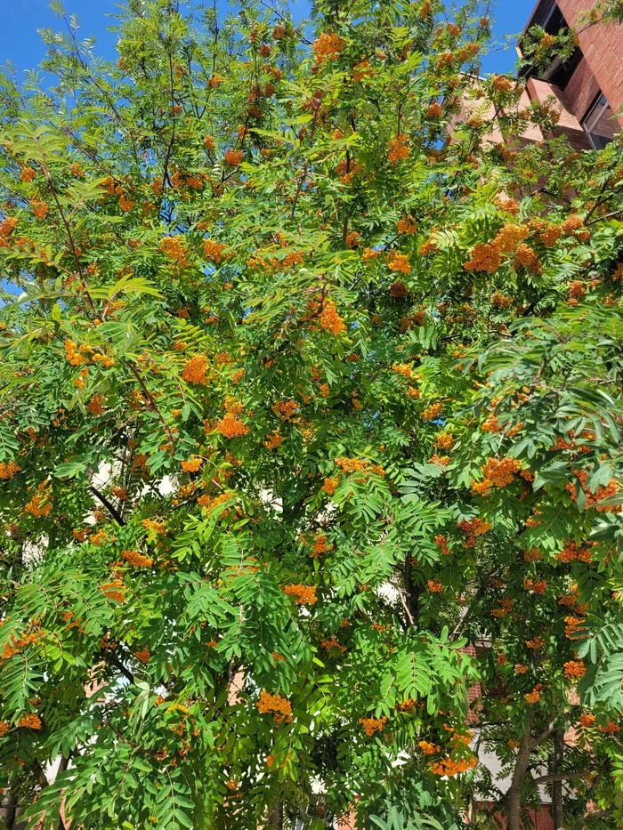 Judging by the mountain ash, winter is expected to be cold - My, Weather, Rowan