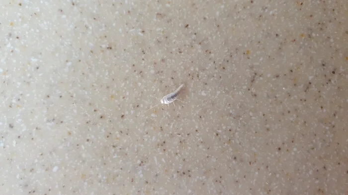 Strange insects in the bathroom - My, Insects, House, Pests