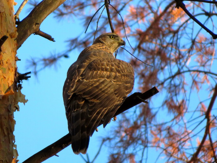     : <!--noindex--><a href="https://pikabu.ru/story/dvukhmesyachnyiy_yastrebteterevyatnik_11659757?u=https%3A%2F%2Fdzen.ru%2FBirdman&t=https%3A%2F%2Fdzen.ru%2FBirdman&h=632c0cfa3674fa551d720d7d56d0925aff3ba6b9" title="https://dzen.ru/Birdman" target="_blank" rel="nofollow noopener">https://dzen.ru/Birdman</a><!--/noindex-->