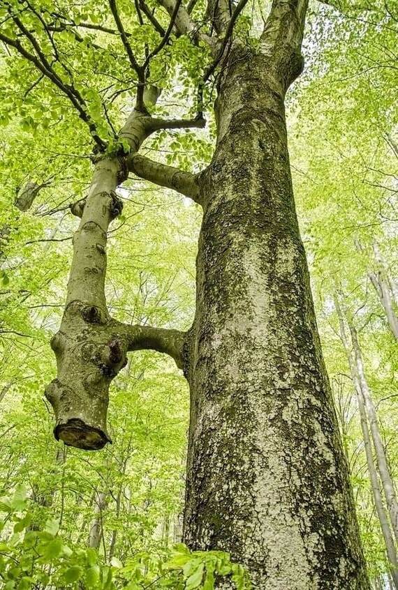 The thinner tree was cut down many years ago, since then the larger one has been “holding and feeding” it. - The photo, Forest, Tree, Nature