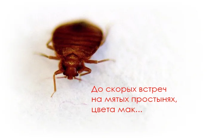 Suddenly - My, Insects, Bed, Humor, Meeting, Suddenly, Vital, Picture with text, Bedbugs