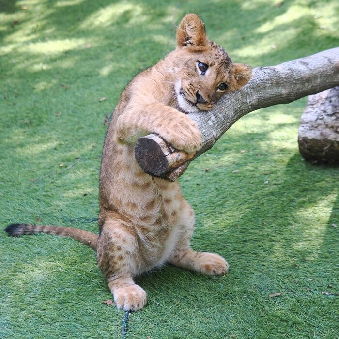 I felt sad - Lion cubs, a lion, Big cats, Cat family, Predatory animals, Wild animals, Zoo, The photo, Log