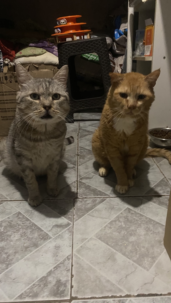 Старички Павлуша и Толстый отправились домой!