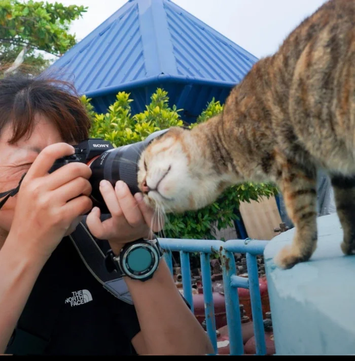 Cleaning the lenses - cat, Camera, The photo