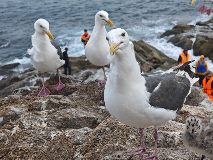 Чё приехал?