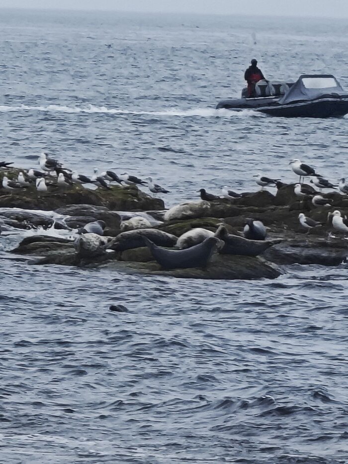 Тюлени или львы, все время путаю