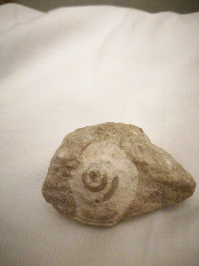 Нашел окаменелость что это? Сколько лет?