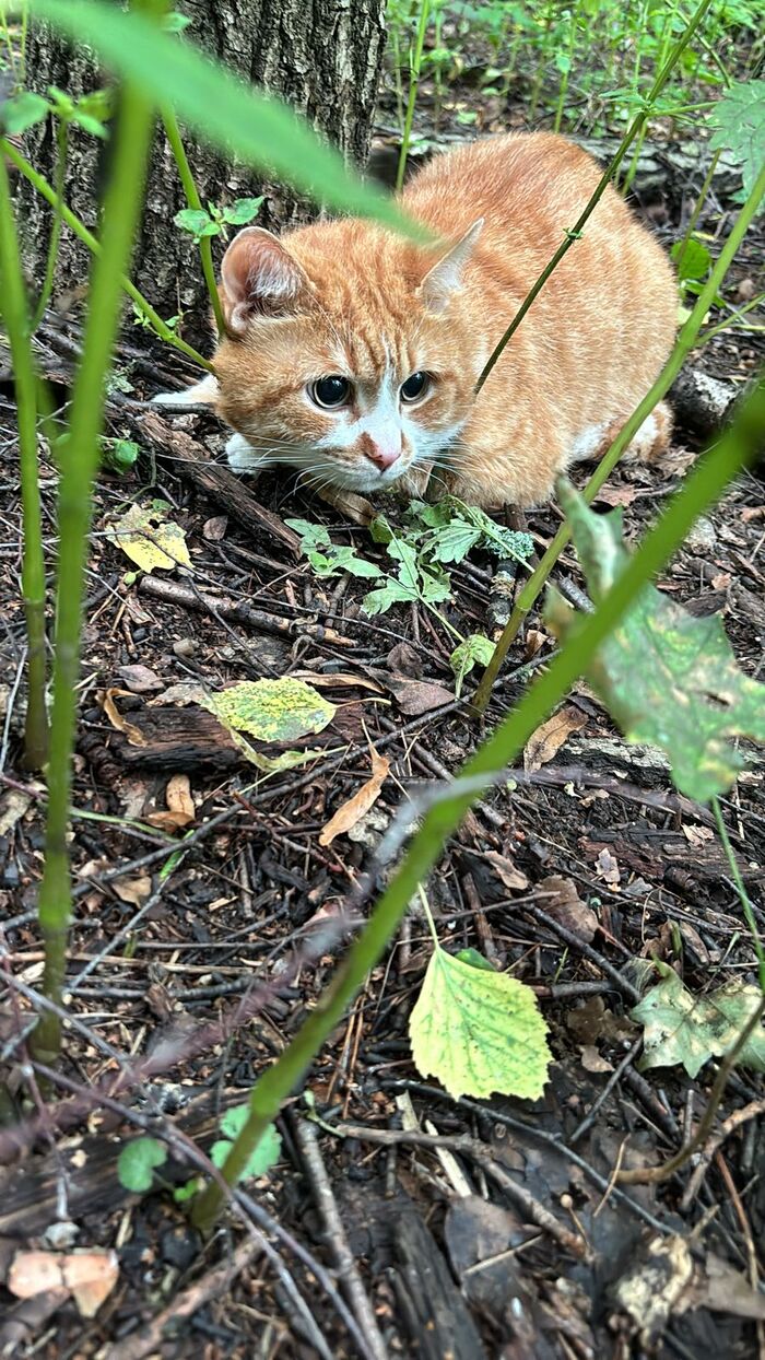 RED CAT FOUND! MOSCOW, METROGORODOK DISTRICT! HELP URGENTLY NEEDED - My, cat, Found a cat, Lost, Overexposure, Fluffy, Moscow, Metrogorodok, Homeless animals, In good hands