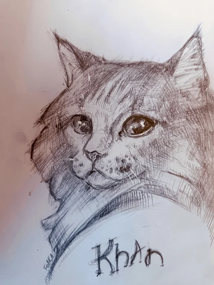 Khan Timuchin - My, Sketch, Sketchbook, Pencil, Pencil drawing, Graphics, cat, Longpost