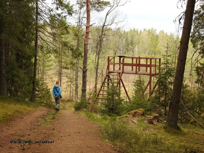 Walk along the eco-trail Forest Secrets and Sokolovsky Keys, Valdai National Park. Valdai, spring 2024 - My, Walk, Walk in the woods, Valdai, National park, Eco-trail, Swamp, Spring, Bird watching, Finches, Tourism, Novgorod region, Travels, Travel across Russia, 2024, The photo, Youtube, Video, Longpost