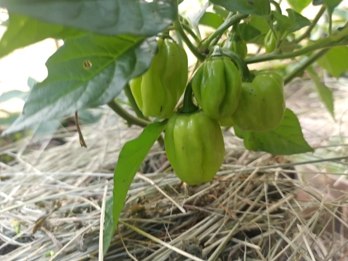 What type of pepper is this? - My, Hot peppers, Pepper farming, Longpost