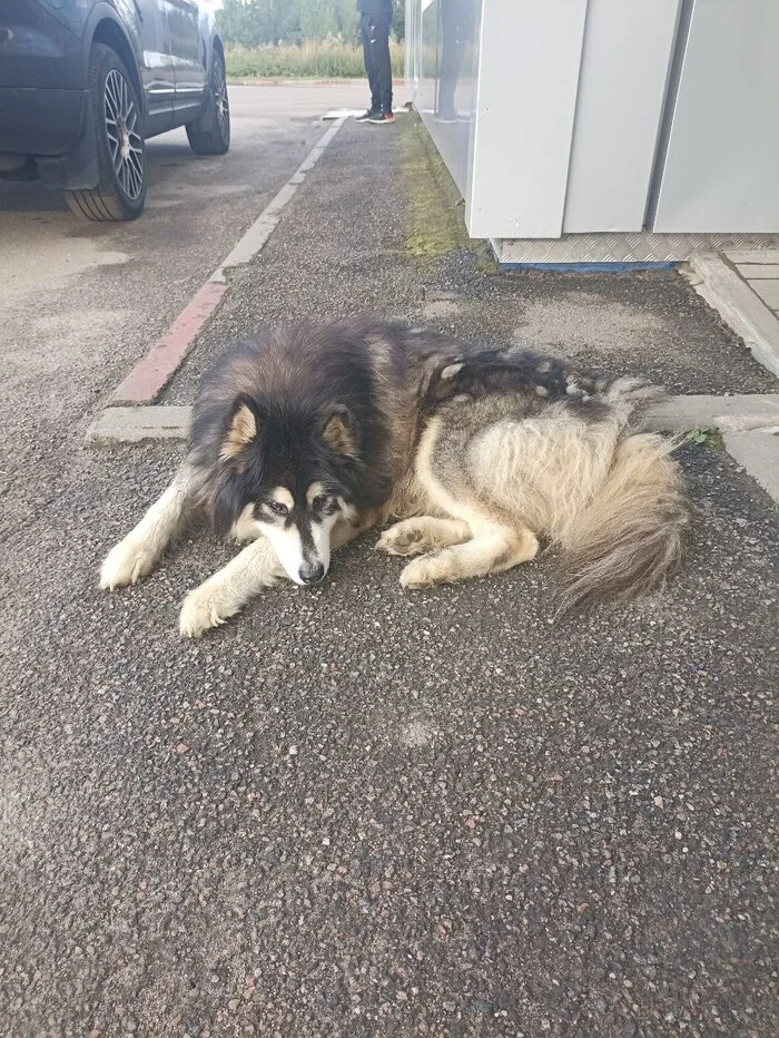 Has anyone lost a dog? - Dog, Animals, Found a dog, Leningrad region, Saint Petersburg, Longpost