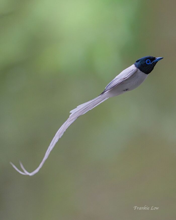 Амурская райская мухоловка