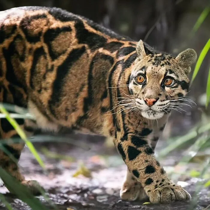 Handsome - Clouded leopard, Big cats, Cat family, Predatory animals, Wild animals, Zoo, The photo