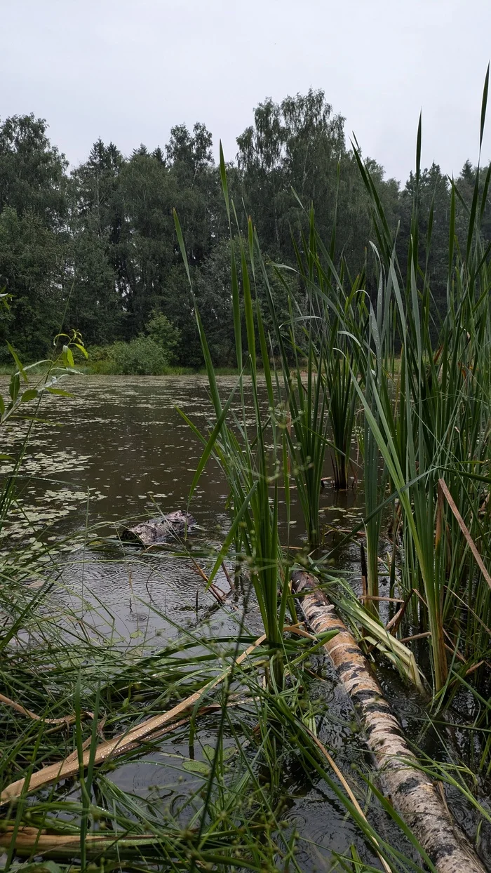 Walking in the rain - My, Google, The photo, Mobile photography, Pixel Art, Google pixel smartphone, Forest, Pond, Rain, Pixel, Longpost