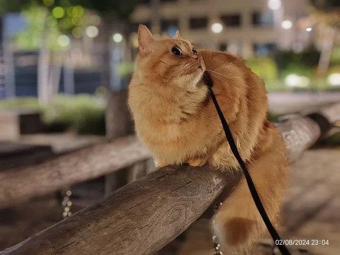 Evening promenade - My, cat, Redheads, Pet the cat, Walk, Longpost