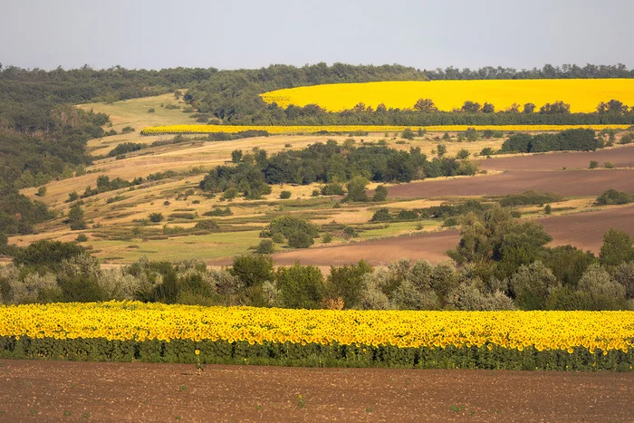 Time for yellow fields - My, Sunflower, Sunflower, Field, Сельское хозяйство, Rostov region, Steppe, The photo