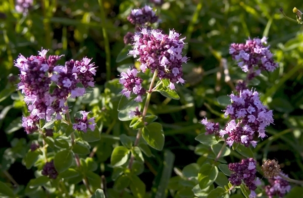 TOP of the most useful medicinal herbs that you can collect yourself. Perm Polytechnic scientist says: - My, The science, Health, Medicinal herbs, Vitamins, Longpost