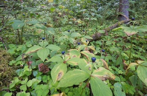 TOP of the most useful medicinal herbs that you can collect yourself. Perm Polytechnic scientist says: - My, The science, Health, Medicinal herbs, Vitamins, Longpost