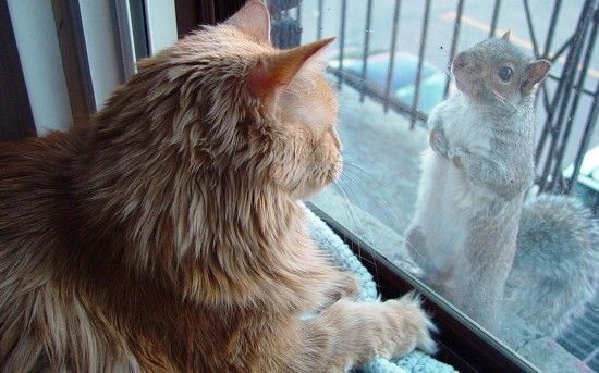 Meeting - cat, Squirrel, Looks, Fluffy, Milota, Images, Zen, Animals, Meeting, Behind the glass