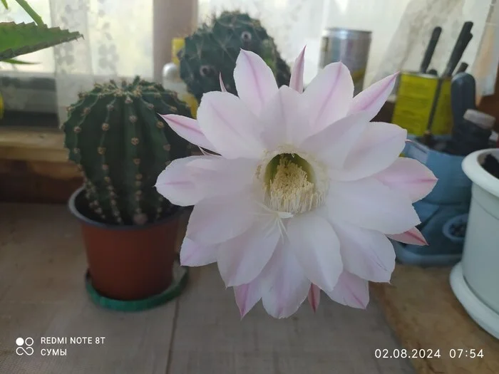 The cactus bloomed [3] - My, Cactus, Houseplants, Bloom, Flowers, Echinopsis cactus, Longpost, Blooming cacti, Mobile photography