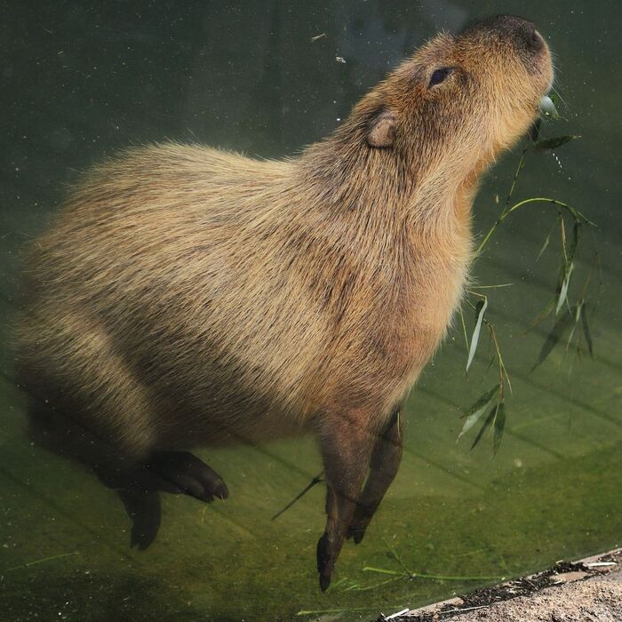 Underwater hunting for a twig - Wild animals, Zoo, Capybara, Rodents, Under the water, Water, Aquarium