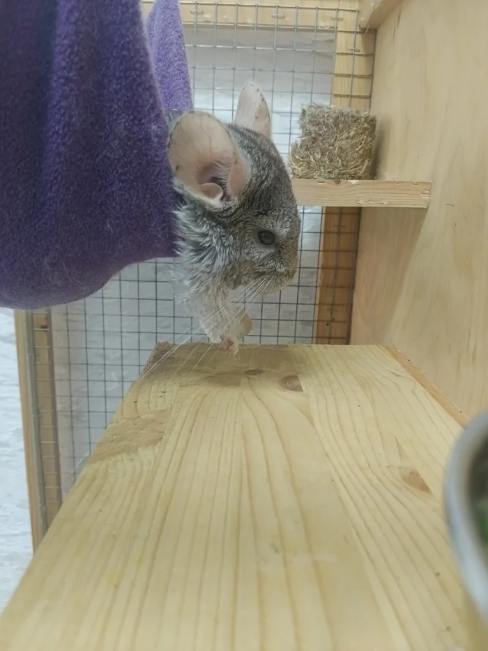 Stop and look at this bun - My, Chinchilla, Pets