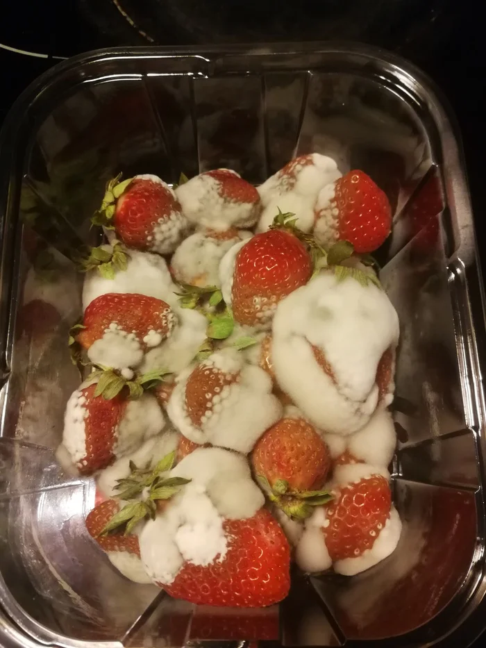 Strawberries with powdered sugar - My, Strawberry (plant), Mold, Refrigerator, Food, Humor, Delay