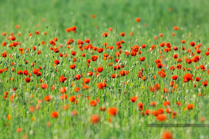 Field of poppies - My, Poppy, Landscape, Nature, Longpost