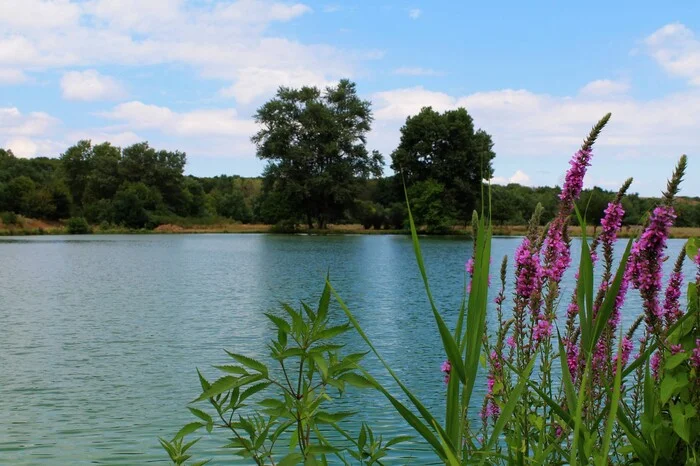 At a lake - My, The photo, Landscape, Nature, Pond, Plants