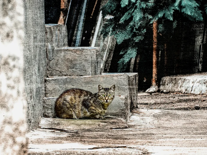 Ступеньки - Моё, Фотография, Canon, Уличная фотография, Прогулка по городу, Кот, Евпатория, Крым, Фотоманипуляции, Начинающий фотограф