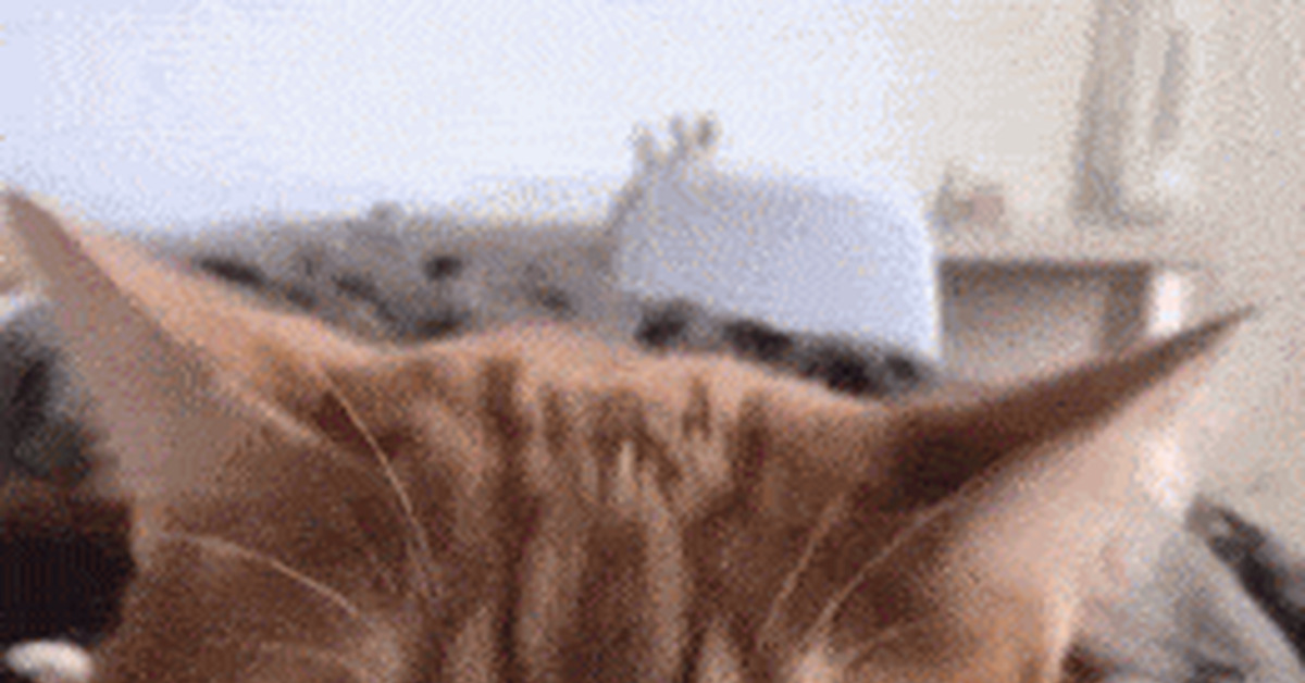 Cat GIFs - Assorted, GIF, cat, Longpost