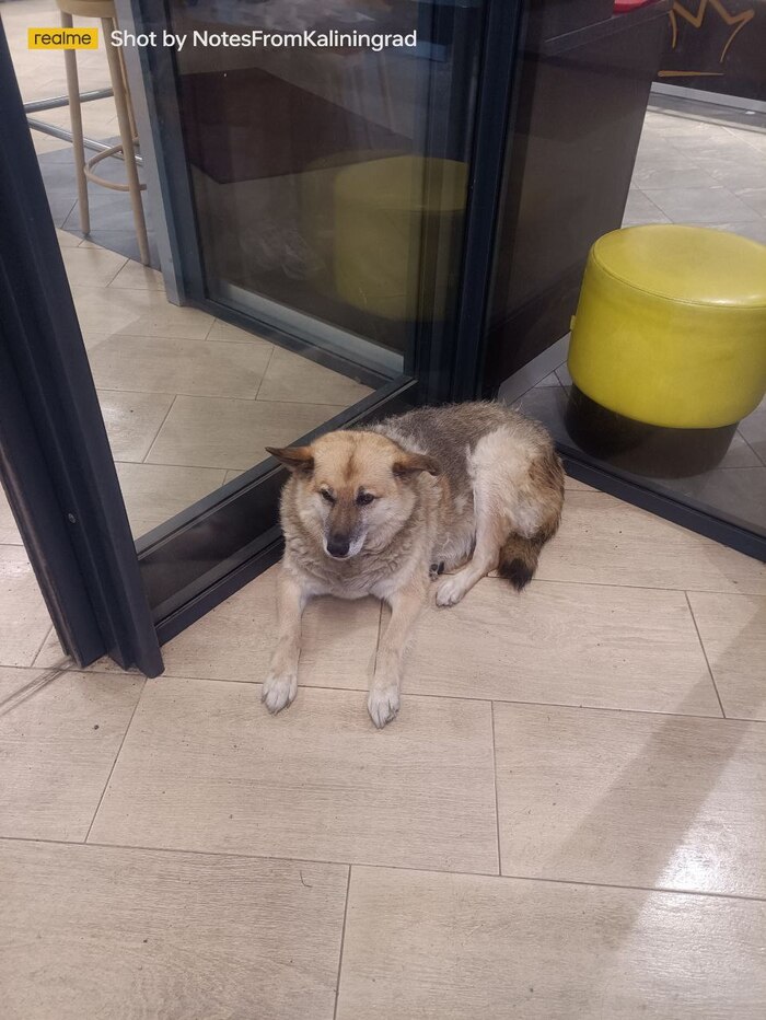 Городские красавцы