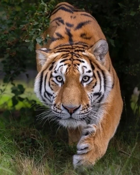 Healthy - Images, Tiger, Animals, Funny animals, Big cats, Wild animals, The photo, Face to face, Cat family