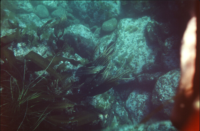 ������ �����