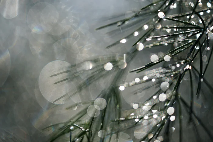 In the wilds of asparagus - My, Macro photography, Asparagus, Play of light, The photo, Bokeh, After the rain, Longpost