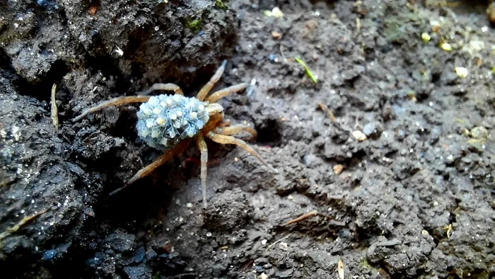 Mother of many children) - My, Spider, Young, Arachnophobia, Nature, Family photo, Macro photography, Arthropods, The photo