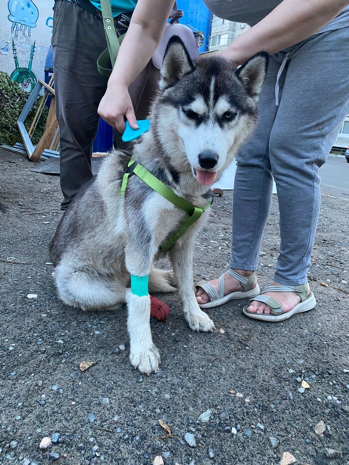 I found a dog, I will give it to the owner or into good hands in a private home. Found in Tyumen, Zatyumensky ecopark - My, Siberian Husky, Husky, Tyumen, Dog, Found a dog, In good hands