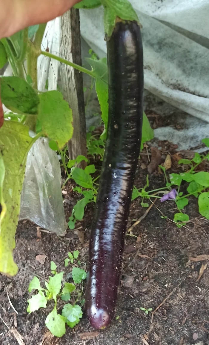 Eggplant pikabushnik - My, Eggplant, Garden, Big size, The photo