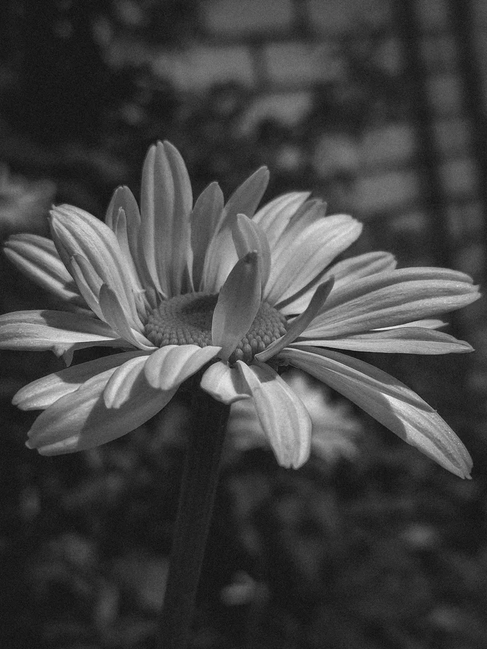 Chamomile in black and white - My, Flowers, Black and white, Chamomile, The photo, Mobile photography