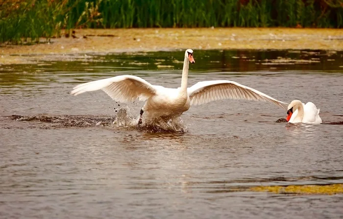 Swan dad drives the child into adulthood - My, The photo, Nature, Birds, Netherlands (Holland)