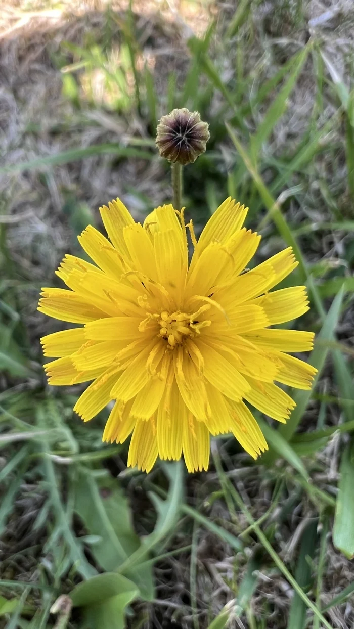 Little yellow boy with his son - My, Mobile photography, Wildflowers, Macro photography