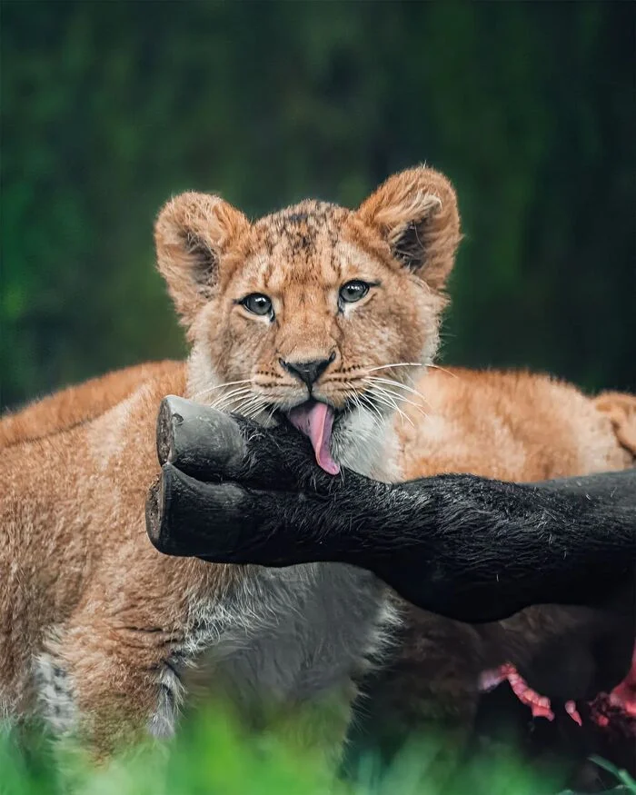 Delicious - Lion cubs, a lion, Big cats, Cat family, Predatory animals, Wild animals, Safari Park, Buffalo, Legs, The photo