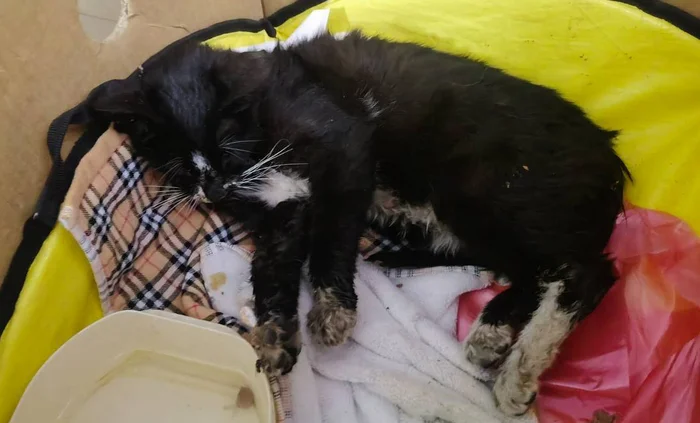 A kitten beaten by a flayer urgently needs foster care or a home! - Cat lovers, In good hands, Kittens, Fluffy, Veterinary, Animal Rescue, Homeless animals, cat, Pet the cat, Moscow, Volunteering, Overexposure, Shelter, Lost, Kindness, Longpost, Charity, Care, The rescue, Pets, No rating