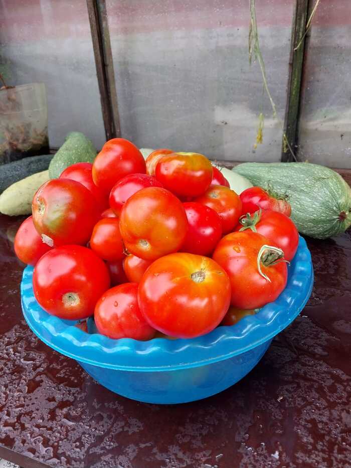 Your own tomatoes are simply “space”! - My, Tomatoes, The street, Greenhouse, Garden, Longpost