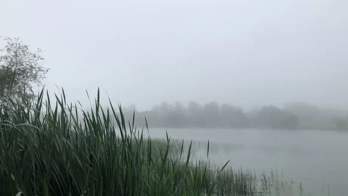 Foggy morning - My, Nature, The photo, Moscow region