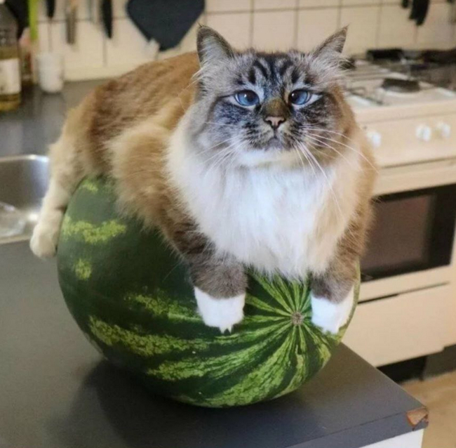 August 3rd is WATERMELON DAY - Watermelon, cat, August, Pets, The photo