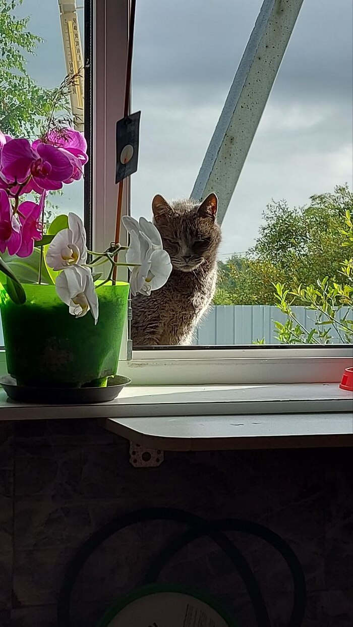 Кот и орхидеи