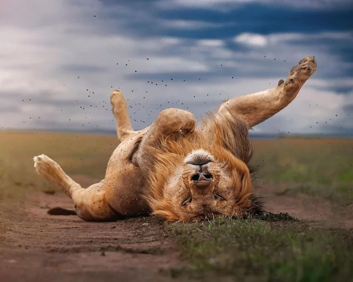 Siesta - a lion, Big cats, Cat family, Predatory animals, Insects, Wild animals, wildlife, Reserves and sanctuaries, Masai Mara, Africa, The photo